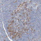 Anti-CDK1 Antibody