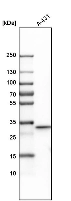 Western blot analysis in human cell line A-431.
