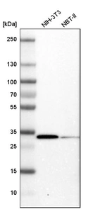 Western blot analysis in mouse cell line NIH-3T3 and rat cell line NBT-II.