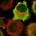 Immunofluorescent staining of human cell line U-251 MG shows localization to nucleus & cytosol.