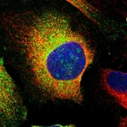 Immunofluorescent staining of human cell line U-2 OS shows localization to cytosol.
