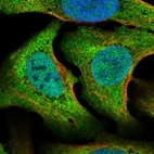 Immunofluorescent staining of human cell line U-2 OS shows localization to nucleoplasm & cytosol.