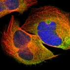 Immunofluorescent staining of human cell line U-2 OS shows localization to cytosol.