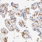 Anti-SPTB Antibody