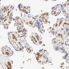 Immunohistochemical staining of human placenta shows strong membranous positivity in erythrocytes.