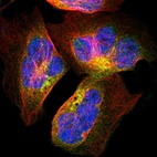 Immunofluorescent staining of human cell line U-2 OS shows localization to cytosol & the Golgi apparatus.