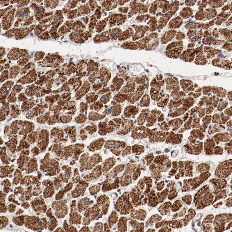 Anti-NDUFV2 Antibody