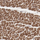 Anti-NDUFV2 Antibody