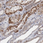 Immunohistochemical staining of human kidney shows strong positivity in mitochondria in cells in tubules.