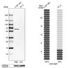 Western blot analysis in human cell lines U-251MG and PC-3 using Anti-IVNS1ABP antibody. Corresponding IVNS1ABP RNA-seq data are presented for the same cell lines. Loading control: Anti-PARP1.