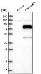 Western blot analysis in control (vector only transfected HEK293T lysate) and IVNS1ABP over-expression lysate (Co-expressed with a C-terminal myc-DDK tag (~3.1 kDa) in mammalian HEK293T cells, LY416621).