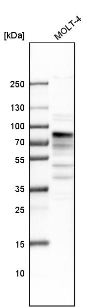 Anti-MSL2 Antibody