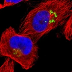 Immunofluorescent staining of human cell line U-251 MG shows localization to the Golgi apparatus.