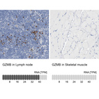 Anti-GZMB Antibody