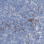 Immunohistochemical staining of human lymph node shows strong cytoplasmic positivity in non-germinal center cells.
