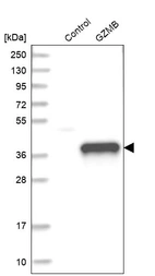 Western blot analysis in control (vector only transfected HEK293T lysate) and GZMB over-expression lysate (Co-expressed with a C-terminal myc-DDK tag (~3.1 kDa) in mammalian HEK293T cells, LY401332).