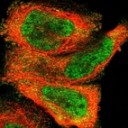 Immunofluorescent staining of human cell line A-431 shows localization to nucleoplasm & cytosol.