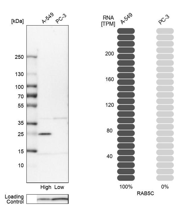 Anti-RAB5C Antibody