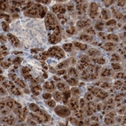 Immunohistochemical staining of human Pancreas shows strong granular cytoplasmic positivity in exocrine glandular cells.