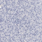 Immunohistochemical staining of human pancreas shows no positivity in exocrine glandular cells as expected.