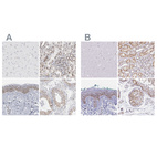 Anti-SYNE2 Antibody