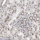 Immunohistochemical staining of human kidney shows moderate to strong positivity in nuclear membrane in cells in tubules.