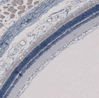 Immunohistochemical staining of rat eye shows moderate to strong nuclear positivity in inner nuclear layer.