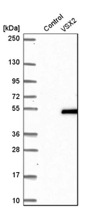 Western blot analysis in control (vector only transfected HEK293T lysate) and vSX2 over-expression lysate (Co-expressed with a C-terminal myc-DDK tag (~3.1 kDa) in mammalian HEK293T cells, LY405387).