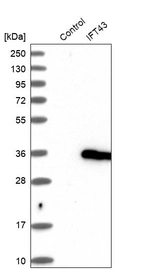Western blot analysis in control (vector only transfected HEK293T lysate) and IFT43 over-expression lysate (Co-expressed with a C-terminal myc-DDK tag (~3.1 kDa) in mammalian HEK293T cells, LY409416).