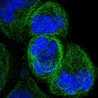 Immunofluorescent staining of human cell line A-431 shows localization to microtubules.