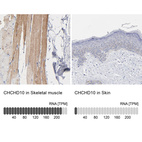 Anti-CHCHD10 Antibody