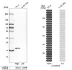 Western blot analysis in human cell lines PC-3 and U-251MG using Anti-CHCHD10 antibody. Corresponding CHCHD10 RNA-seq data are presented for the same cell lines. Loading control: Anti-HSP90B1.