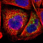 Immunofluorescent staining of human cell line A-431 shows positivity in mitochondria.