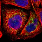 Immunofluorescent staining of human cell line A-431 shows positivity in mitochondria.