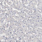 Anti-SHANK3 Antibody