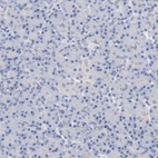 Immunohistochemical staining of human pancreas shows no positivity in exocrine glandular cells as expected.