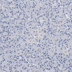 Immunohistochemical staining of human pancreas shows no positivity in exocrine glandular cells as expected.