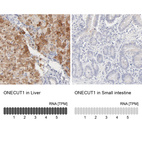 Anti-ONECUT1 Antibody