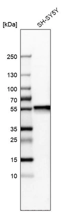 Western blot analysis in human cell line SH-SY5Y.