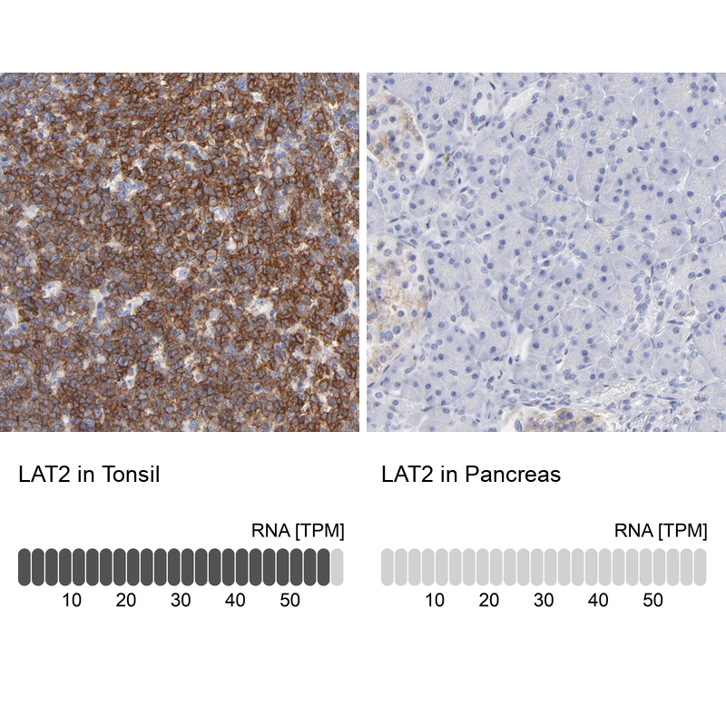 Anti-LAT2 Antibody