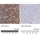 Anti-LAT2 Antibody