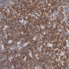 Immunohistochemical staining of human tonsil shows high expression.