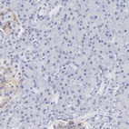 Immunohistochemical staining of human pancreas shows low expression as expected.
