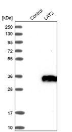 Western blot analysis in control (vector only transfected HEK293T lysate) and LAT2 over-expression lysate (Co-expressed with a C-terminal myc-DDK tag (~3.1 kDa) in mammalian HEK293T cells, LY410097).