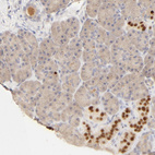 Anti-NKX2-2 Antibody