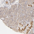Immunohistochemical staining of human pancreas shows strong nuclear positivity in islets of Langerhans.