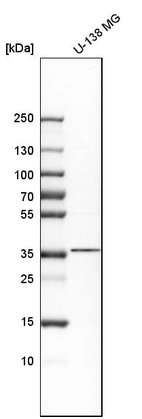 Western blot analysis in human cell line U-138 MG.