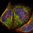 Immunofluorescent staining of human cell line A-431 shows localization to nucleoli fibrillar center & mitochondria.