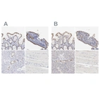 Immunohistochemical staining of human colon, endometrium, pancreas and skeletal muscle using Anti-ELF3 antibody HPA003479 (A) shows similar protein distribution across tissues to independent antibody HPA003316 (B).