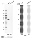 Western blot analysis in human cell lines A-431 and SK-MEL-30 using Anti-ELF3 antibody. Corresponding ELF3 RNA-seq data are presented for the same cell lines. Loading control: Anti-PPIB.